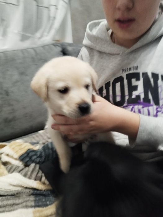 Метиси лабрадора