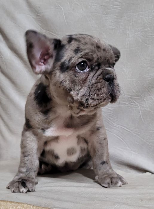 Цуценята французького бульдога