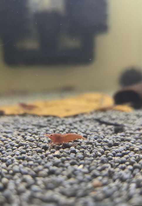 RedFire Neocaridinas