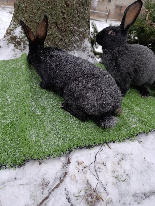 Кролі породи Полтавське срібло