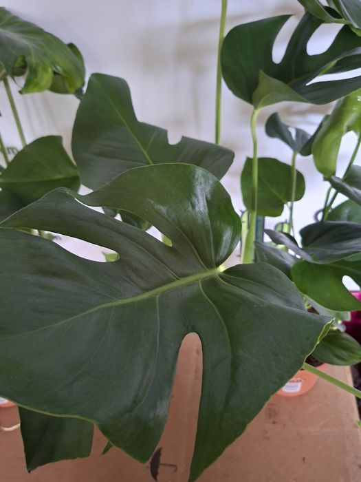 Monstera deliciosa DUŻA, WYSYŁKA