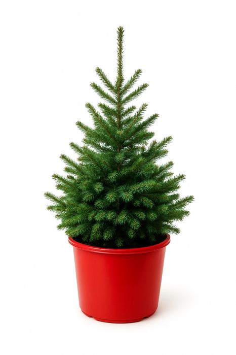 Doniczka doniczki plastikowe 12l na drzewka świerki choinki jodłę