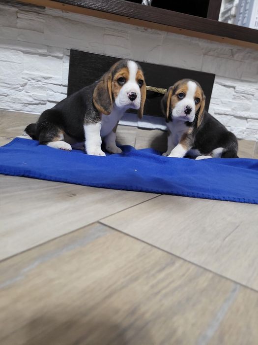 Beagle śliczny szczeniak