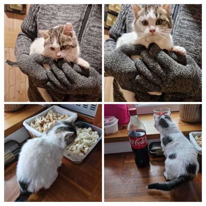 Oddam, Kotka za darmo, przytulasek.