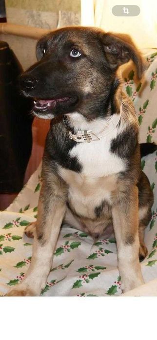 Ищет семью девочка и мальчик кобель метис хаски киев в квартиру выгул