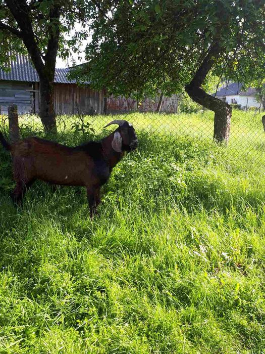 Продаю англо - нубійського козла віком 1,,5 роки