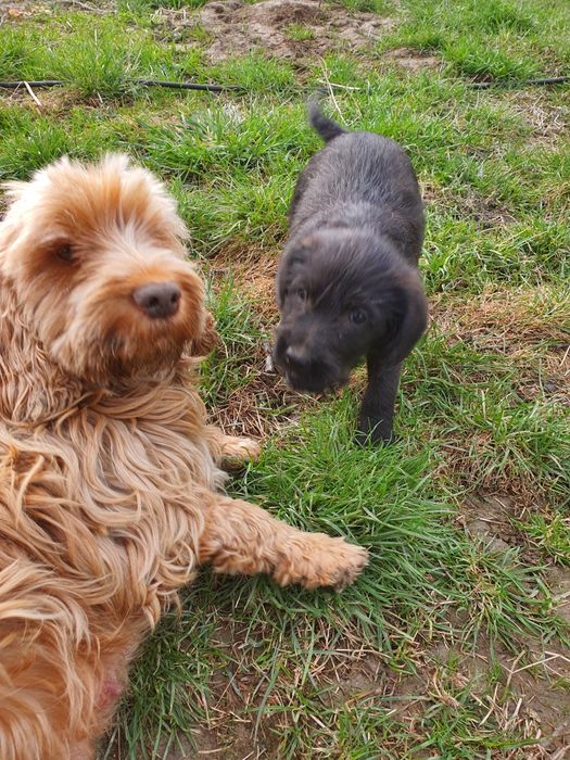 Подарую чудових щенят