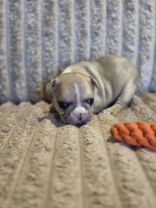 Buldog francuski suczka