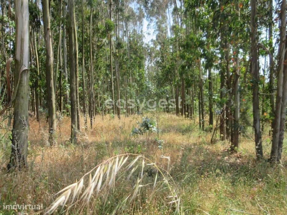 Terreno Agrícola de 5880 m2 com eucaliptos perto da Lourinhã — Lourinhã E Atalaia, Lisboa