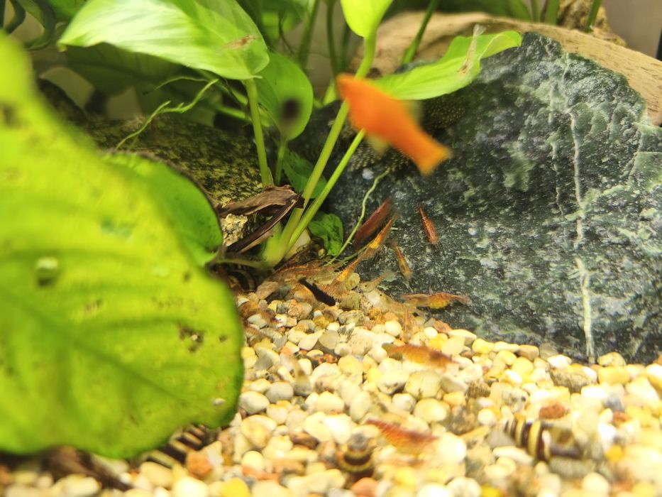 Krewetki Red Cherry 10 szt