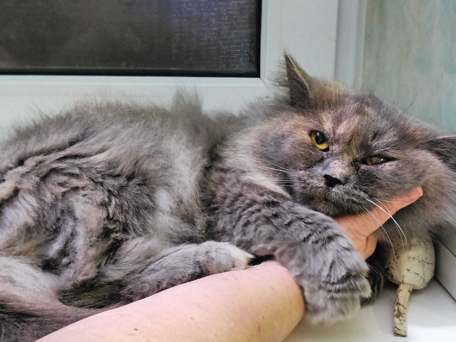 Отдам ПУШИСТУЮ трехцветную кошечку