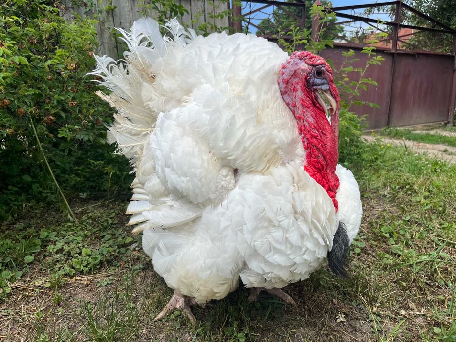 Біг 6 якісний індик важкого кроссу Венгрія