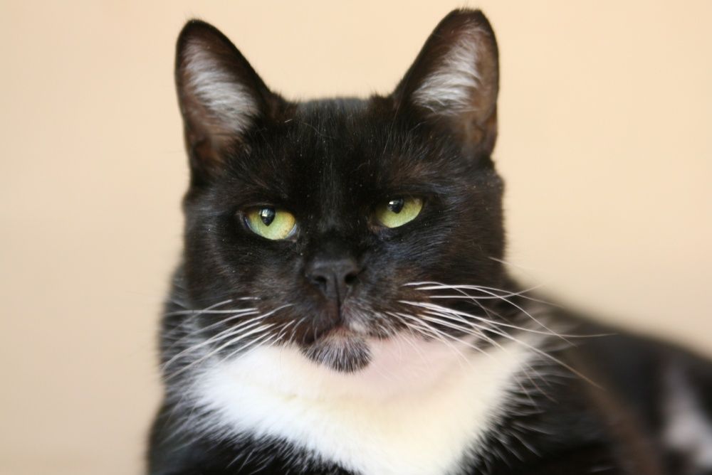 MYSZUNIA - uratowana przed śmiercią koteczka szuka domu/Poznań