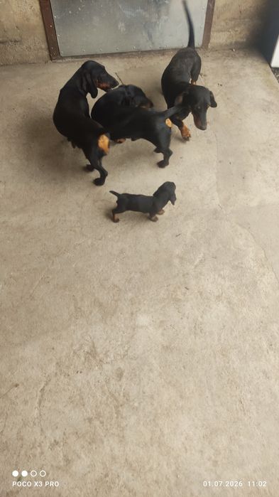 Продаже цуценята таксы