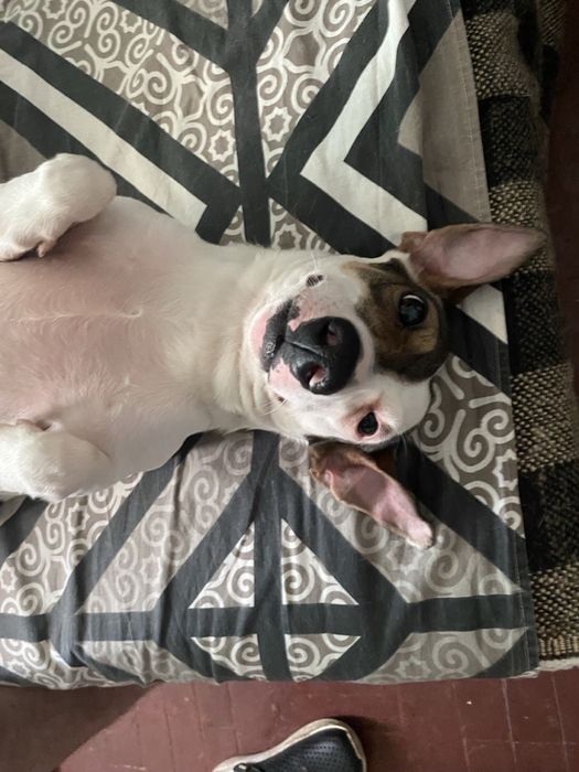 Віддам собаку у добрі руки