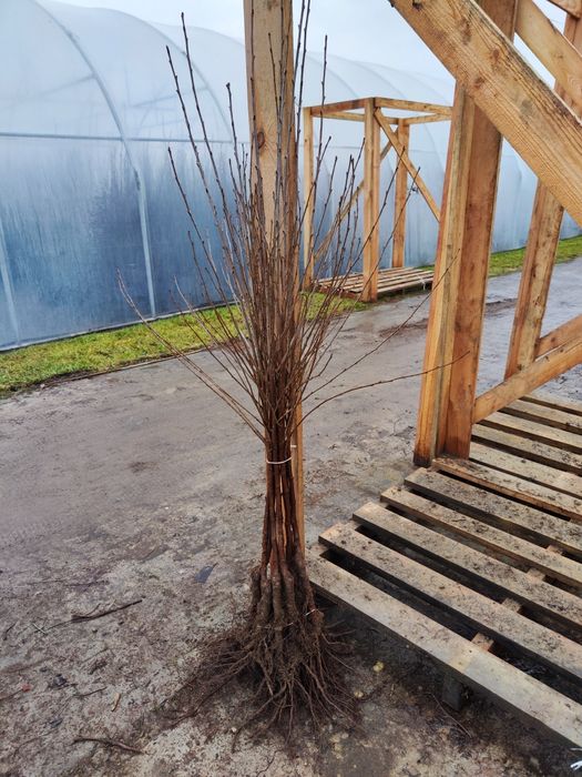 Drzewka Wiśnia Łutówka