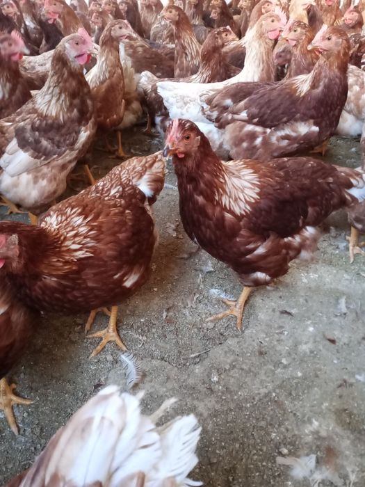 Galinhas poedeiras