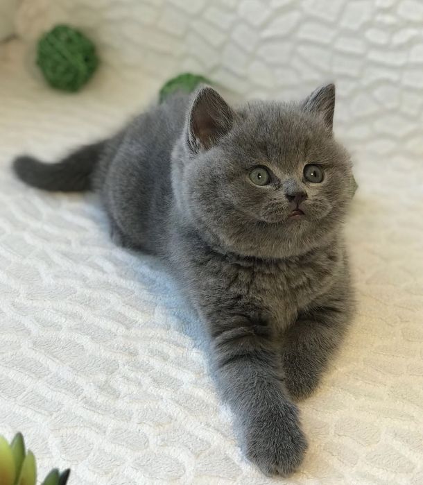 Шикарный малыш ждет вас