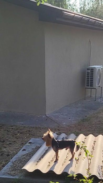 Вязка мини йорк мальчик baby face (Male yorkshire terrier)