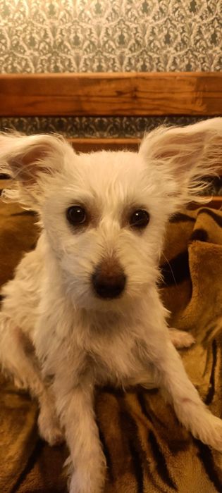 Собачка китайской хохлатой, пуховка ищет семью