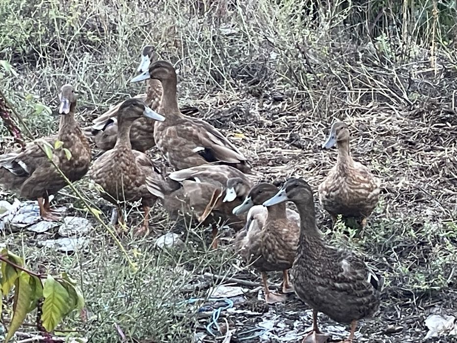 Patos novos ROUEN /bravos