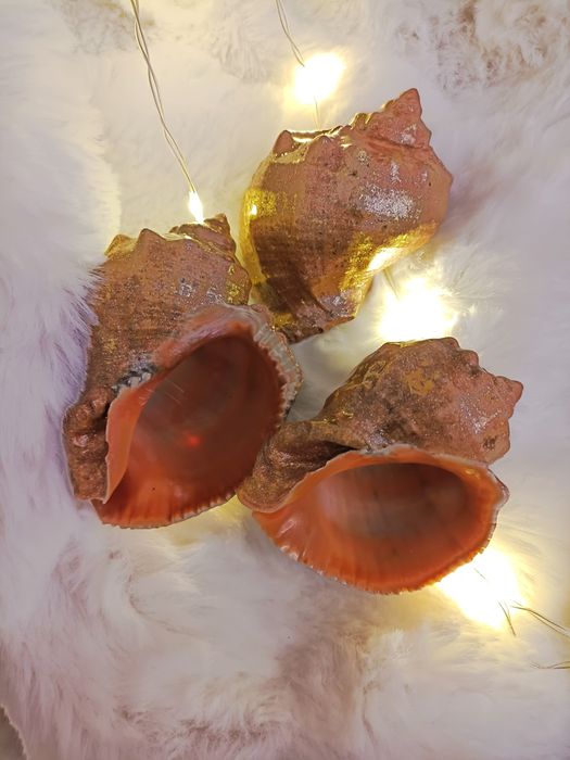 Ракушки для декора дома, фотостудии, натуральные набор