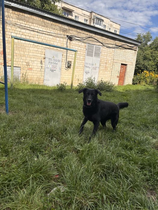 Віддам собаку в добрі руки