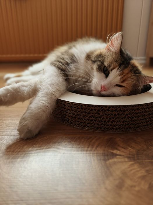 Zaginęła kotka reaguje na imię Lilka