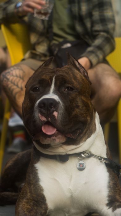 Хлопчик, амстаф, вʼязка