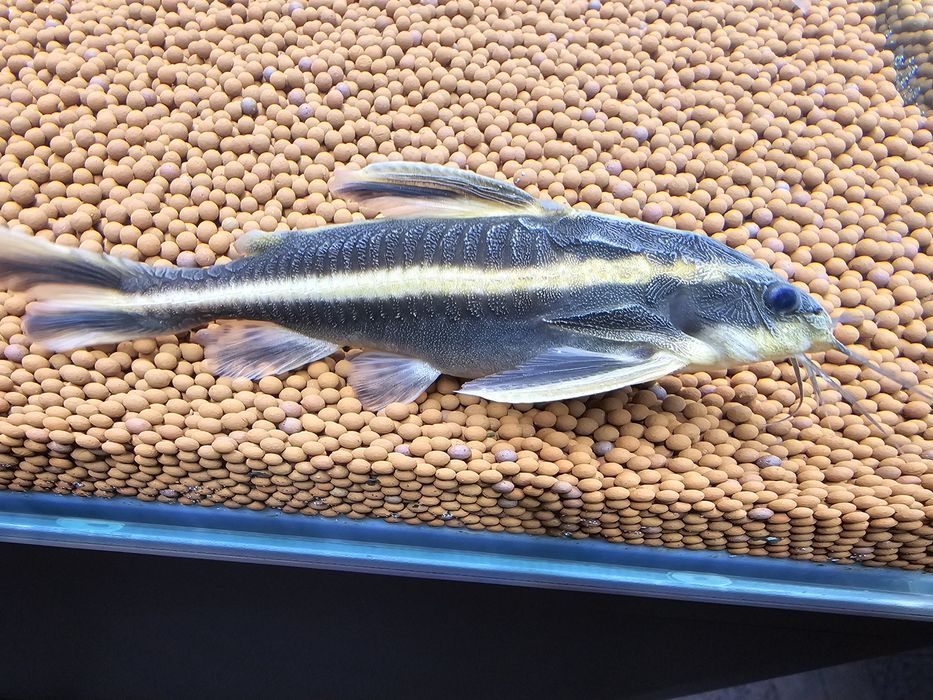 Peixe gato Raphael  13cm