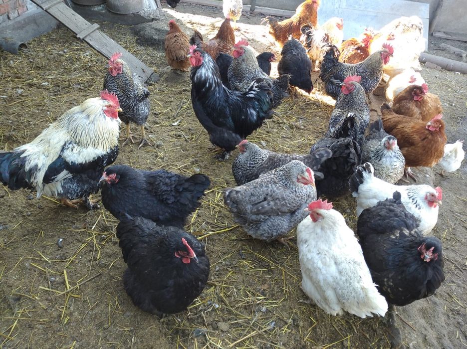 Кури домашні мішані