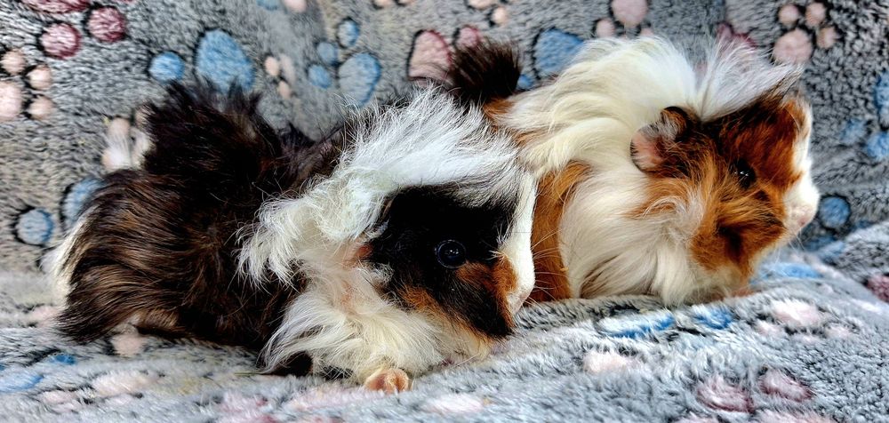 Cavia domowa świnki morskie samiczki peruwianki.