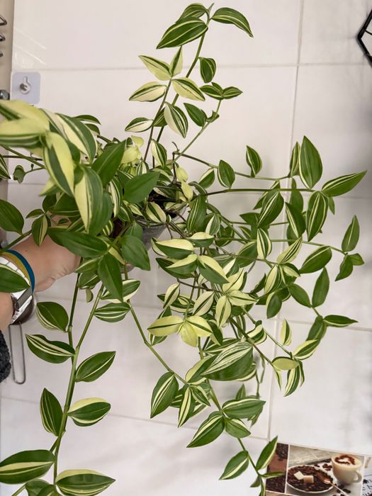 Великий, пишний кущик традисканції