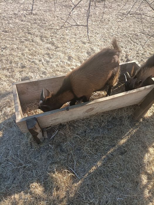 Cabrito anão 6 meses