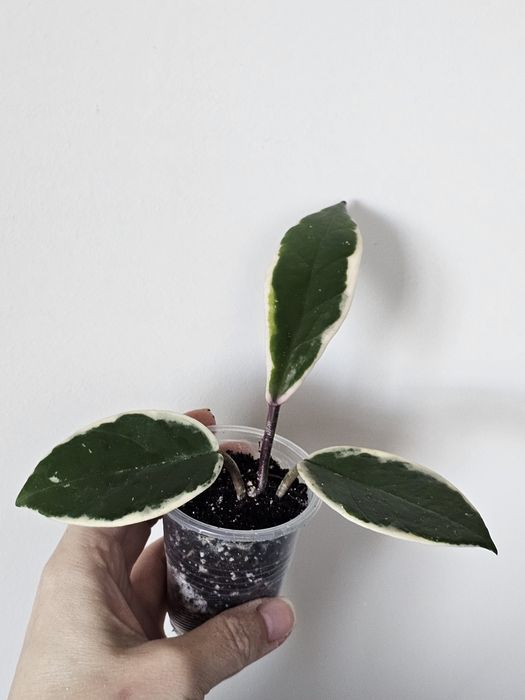 Хойя Hoya rebecca, flamingo dream