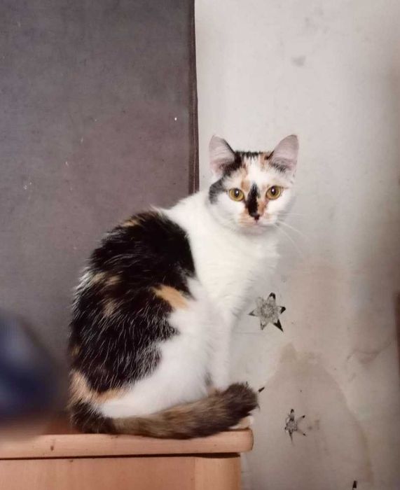KRESKA trikolorka do adopcji, zdrowa, zaszczepiona, kastrowana