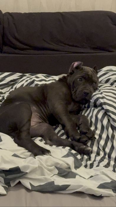 Хлопці і дівчата для броні