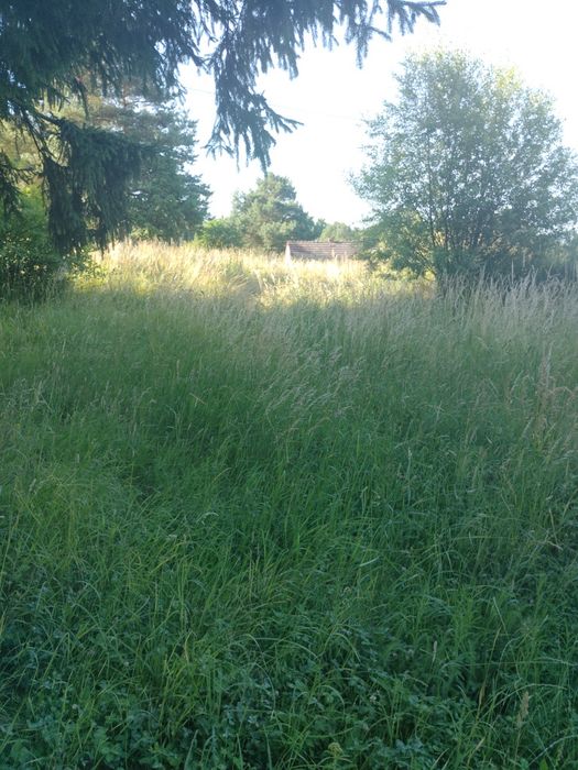 Usługi Ogrodnicze, wertykulacja trawników