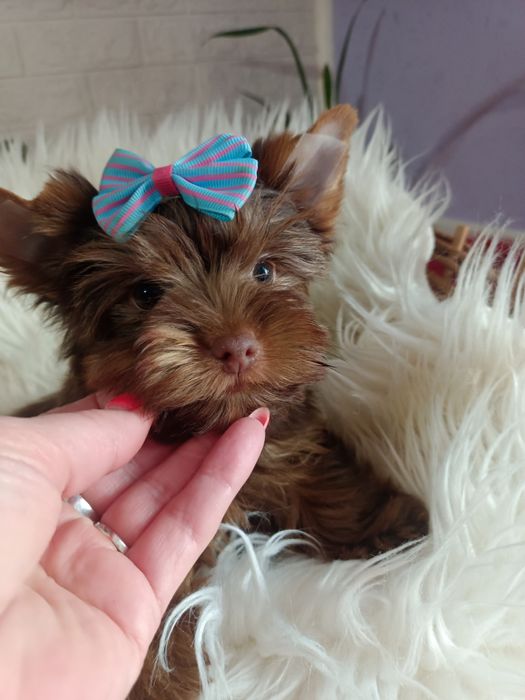 York chłopczyk o urodzie laleczki