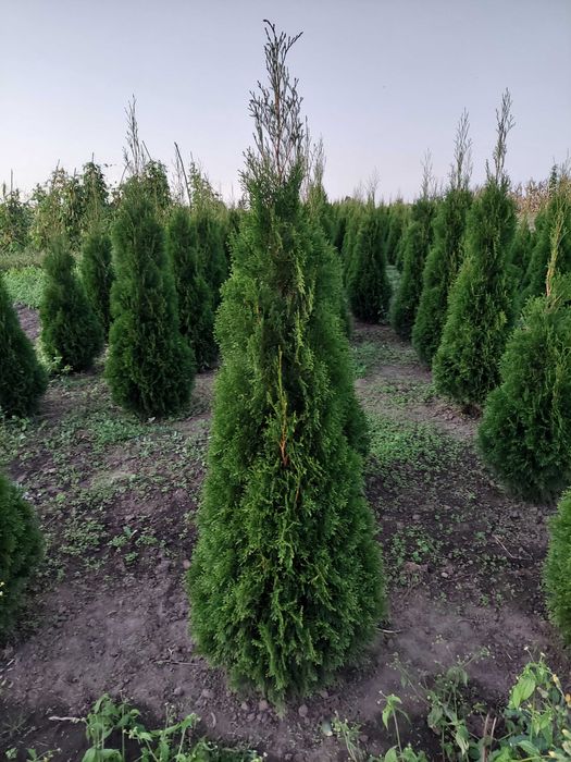 Туя Смарагд колоновидна висотою 1-1,8м - пишні, підживлені