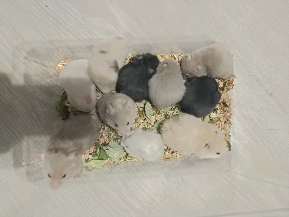 Хомяки  : пепельные, кремовые, черные . джунгарские