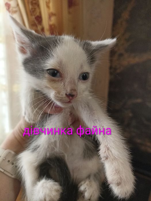 кошенята шукають родину