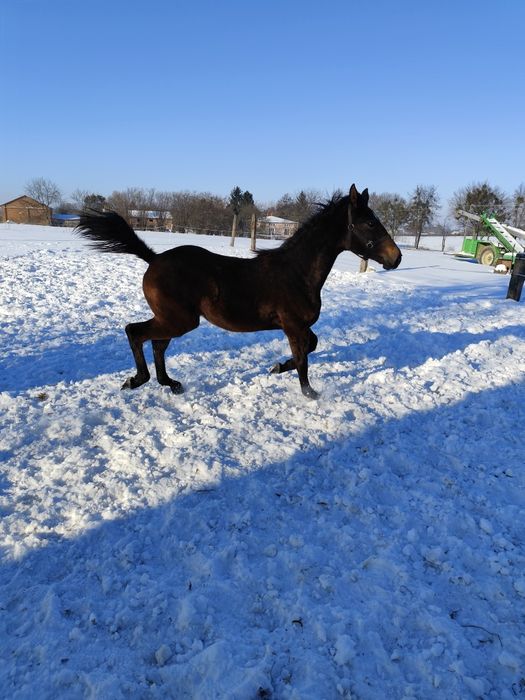 Źrebica małopolska
