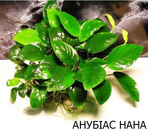 Акваріумні рослини