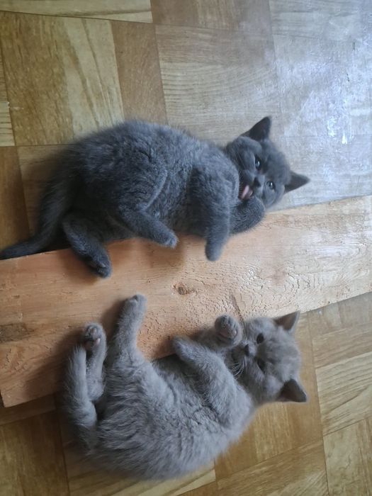 Шотланські кошенята