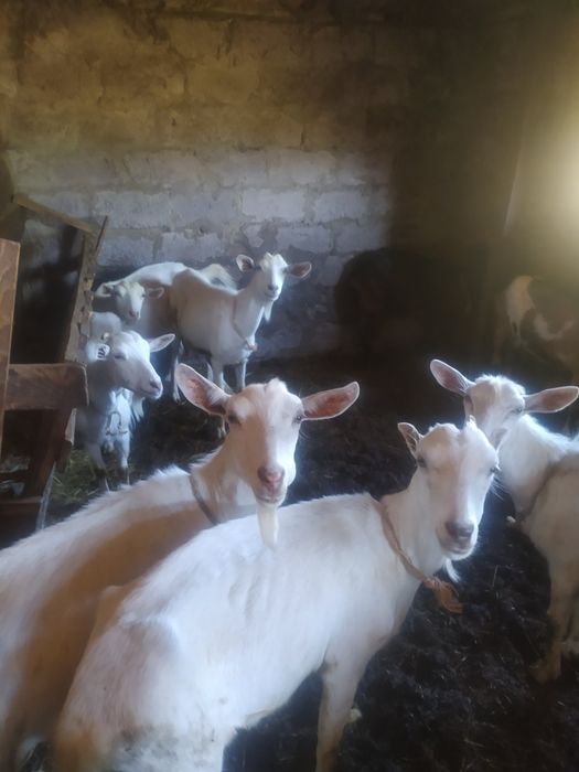 Продаються вівці,барани,кози