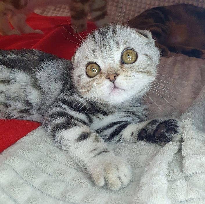 Фантастичний котик вакцинований