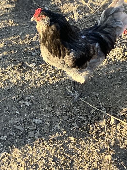 Інк.яйця Амераукана