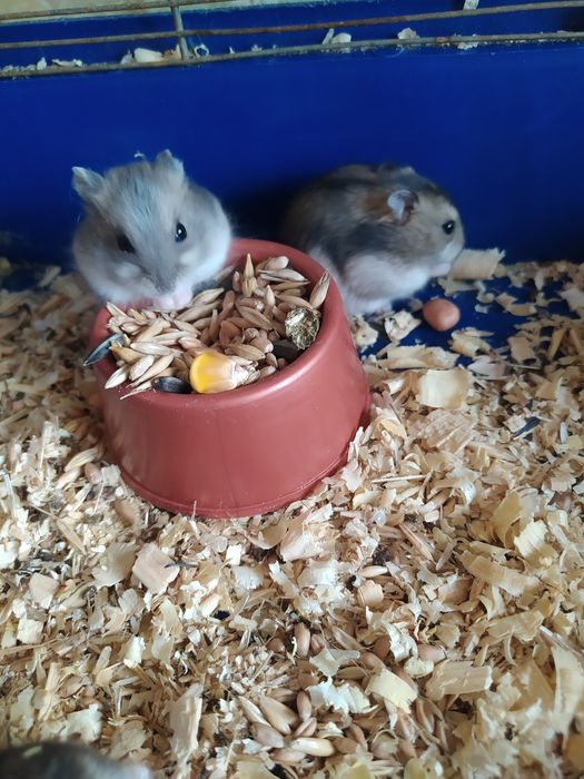 Джунгарик Кременчуг