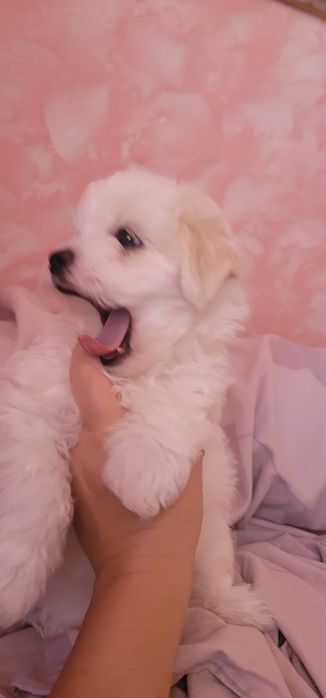 Помапу - гарна дівчинка